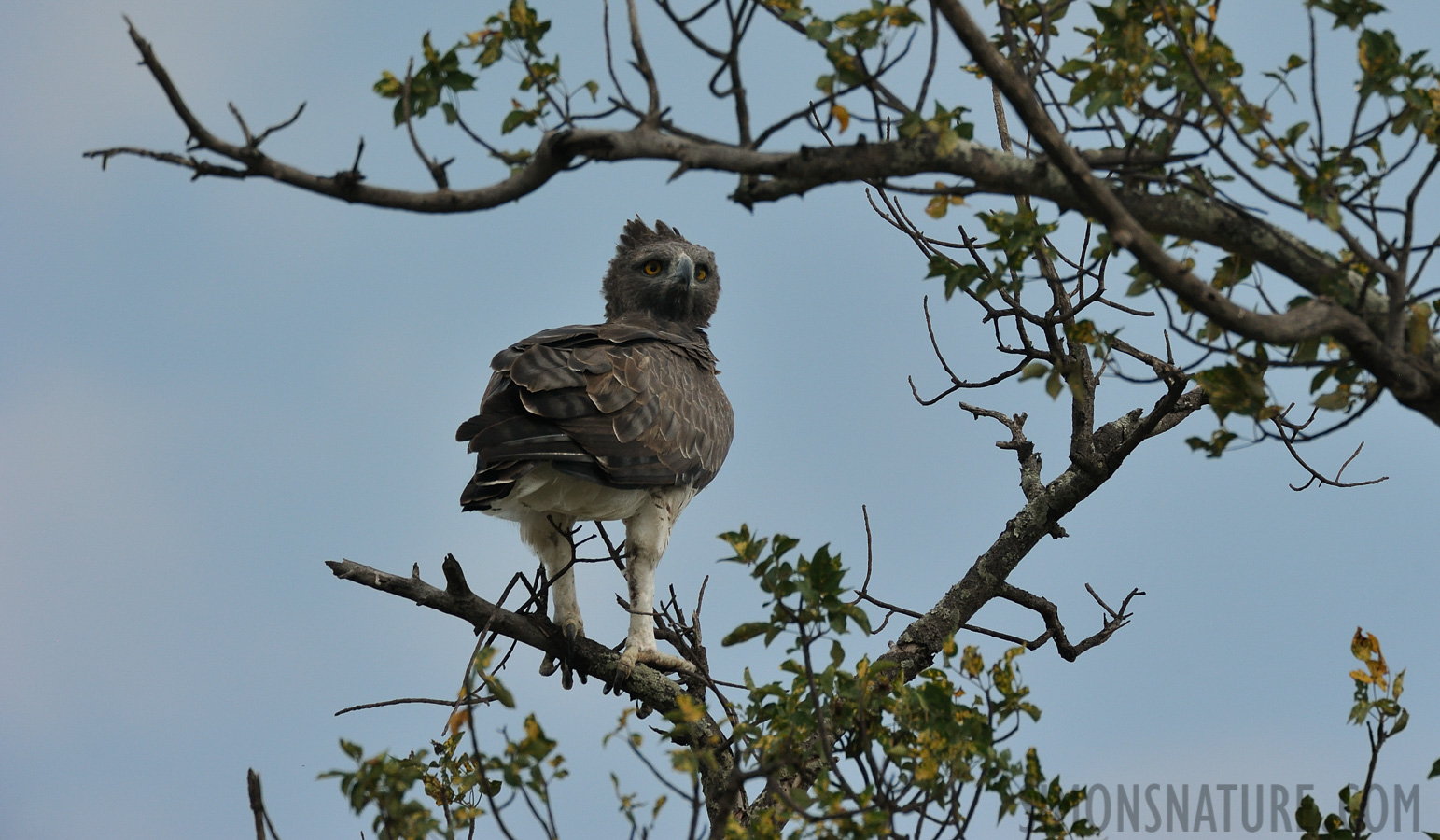 Polemaetus bellicosus [550 mm, 1/3200 Sek. bei f / 8.0, ISO 1000]